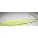 Coastal Brew Dart 5" - Laguna Limeade 8pk